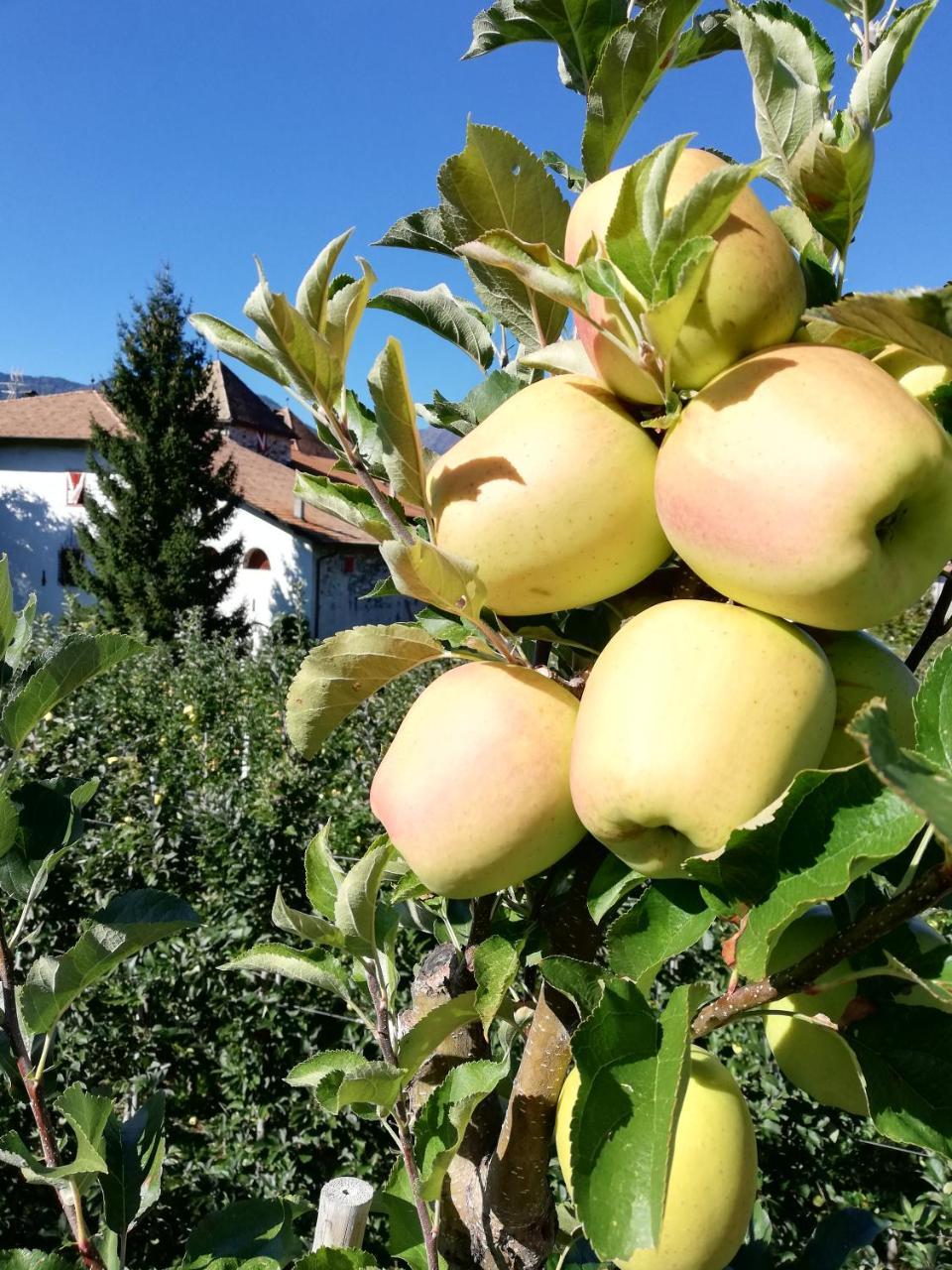 桑泽诺Agritur Ciastel别墅 外观 照片